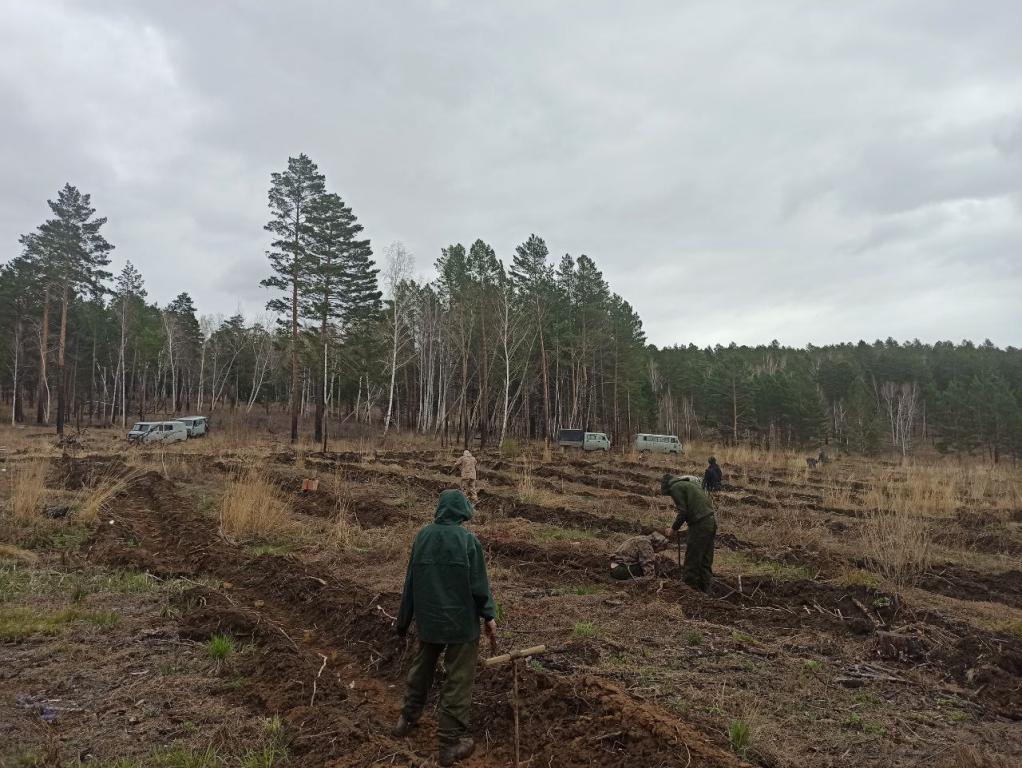 Всероссийский день посадки леса